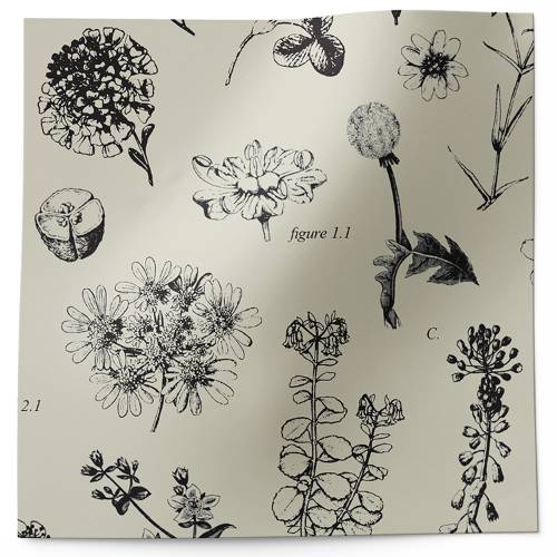 Botanical Bonanza printed tissue paper with black botanical illustrations on a neutral background