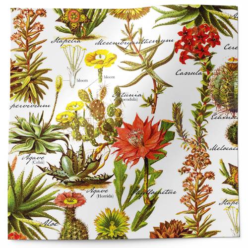 Desert garden tissue paper with vintage botanical illustrations of succulents and cacti on white