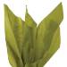 Green Tea Solid Tissue Paper — Muted olive-chartreuse green tissue paper sheet, smooth finish
