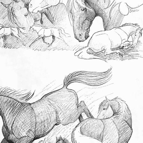 Sketchbook Horse Tissue Paper