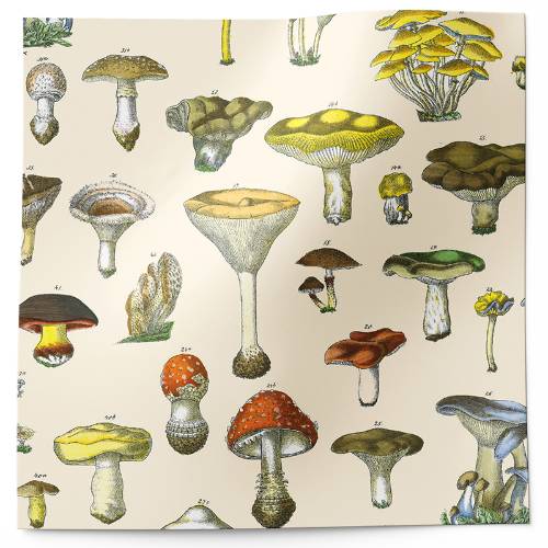 Toadstools tissue paper with vintage natural history mushroom illustrations in earthy tones on cream
